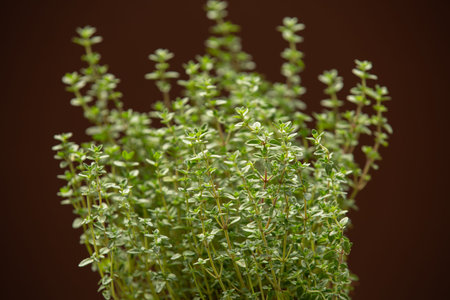 Thyme plant growing in organic herb garden. Green thyme background.Aromatic herbs. Close up