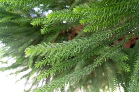 Branch of Araucaria cunninghamii, Araucaria heterophylla or Araucaria heterophylla Salisb Franco or Araucariaeae or Stone Pine or Norfolk Island Pine or pine in the garden.の写真素材