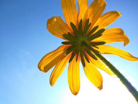 View from below on flower and skyの写真素材