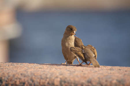 Mom sparrow feed childの写真素材