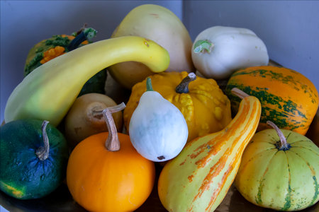 composition, display of pumpkins Cucurbitaceae ornamental characteristics fruits of autumnal season.の写真素材