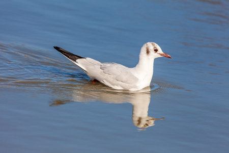 gavina, sea bird in the free state in the marano lagoon in the adriatic sea.
