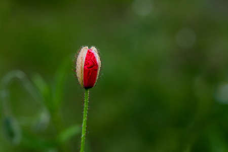 Red wild poppy bud in the middle of the green meadow.の写真素材