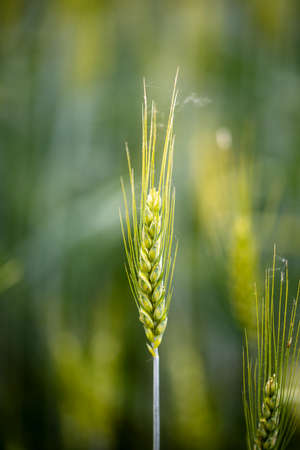 Ear of corn, still green, in the middle of a cultivated field.の写真素材