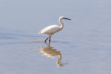 Egretta garzetta, white aquatic bird reflected in the water of the sea lagoon.の写真素材