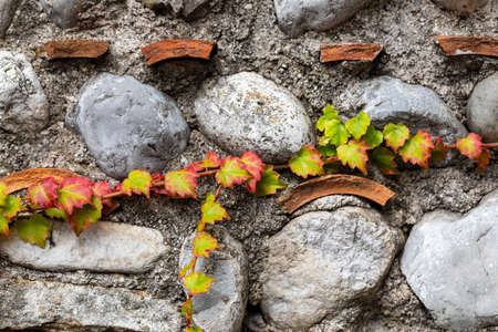 Branch of ivy with autumn colored leaves climbing on ancient brick and stone wall.の写真素材