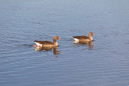 Two wild geese swimming in the sea lagoon. Free animals in a nature reserve.の写真素材