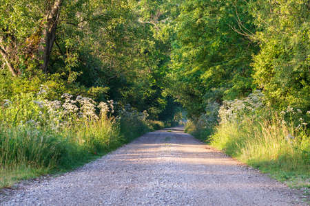 Small driveway of stones and dirt that crosses the spontaneous green vegetation of a forest. Natural biotope in summer.の写真素材