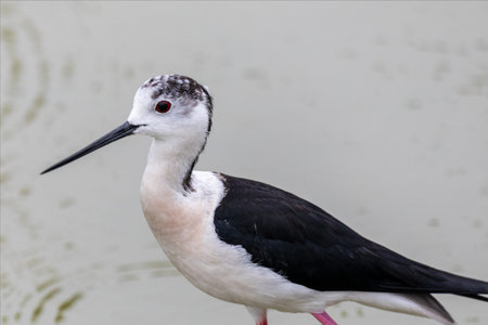 Close up of black and white, wild waterbird, knight of italy, Himantopus himantopus, while walking on the sea lagoon in a marshy area.の写真素材