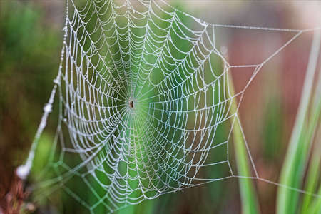 Small spider in the big spider web, wet with dew, in the middle of the green vegetation.の写真素材