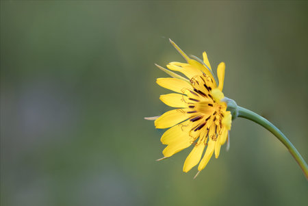 Wild yellow flower that blooms in spring and summer. Tragopogon pratensis also called beak beard. It...