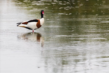Colorful duck named shelduck, tadorna, brown, black and white aquatic bird with red beak that lives...
