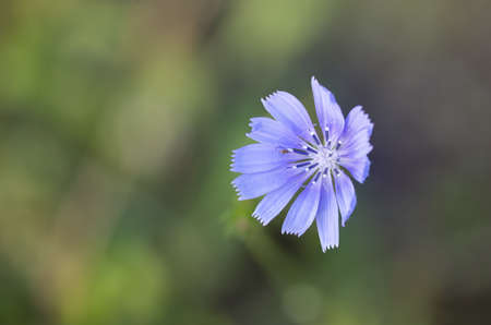Blue flower of cichorium pumilum, wild endive, which grows spontaneously and wildly. Flowering immersed in the green of the forest.の写真素材