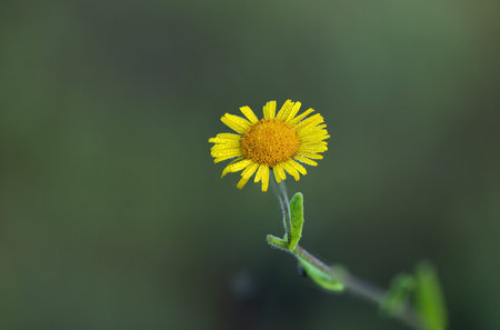 Yellow field flower named common incensaria, Pulicaria dysenterica. Perennial herbaceous plant that...