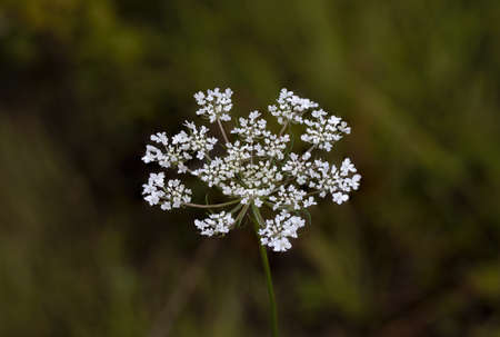 Group of small, white flowers of herbaceous plant daucus carota, wild carrot. that grows spontaneously in the meadows.の写真素材