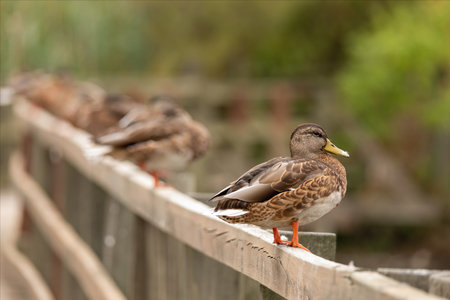 Mallard on a handrail fence of a wooden walkway lined up with other wild ducks.の写真素材