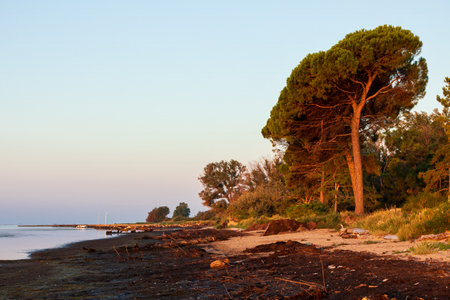 Pines on the beach at dawn. Grado lagoon at the mouth of the Isonzo river. Beach uncontaminated natural environment.の写真素材