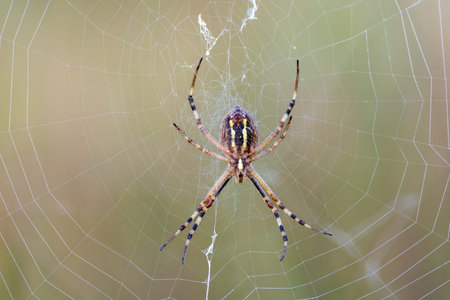 Image of spider on web on nature background. Insect Animal Texture.の写真素材