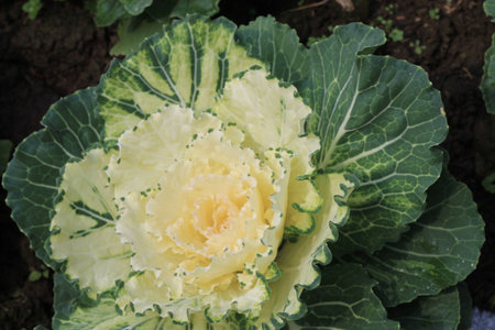 salad leaves