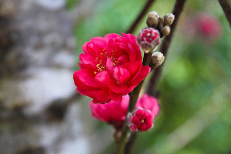 red plum flower blossomの写真素材