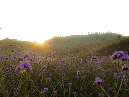 flower field and sunset