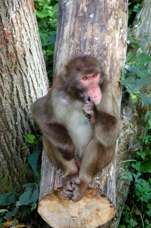 Monkey on logの写真素材