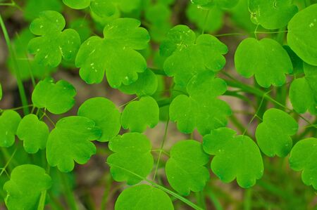 wild green plant in forestの写真素材