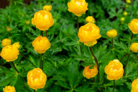 Yellow flowers on green backgroundの写真素材