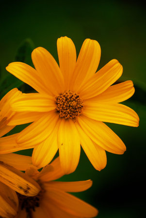 yellow flower