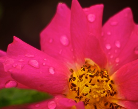 Hot pink flowerの写真素材