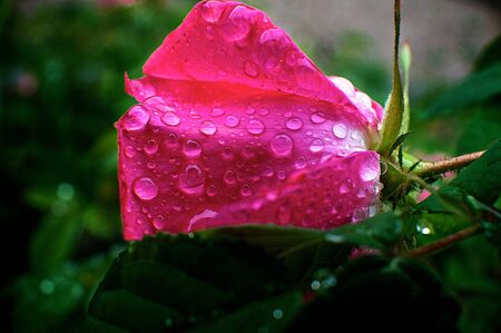 raindrops on flowerの写真素材
