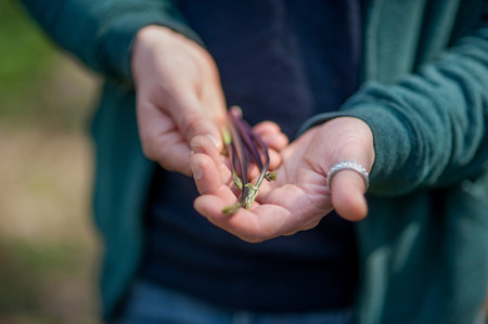 Freshly-picked wild asparagus cradled in adult man's hands wearing silver thumb ring