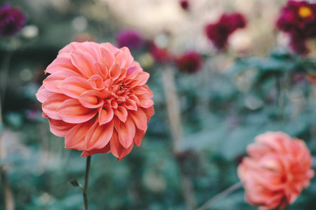 Bright orange flower in full bloom in the garden , winter flowerの写真素材