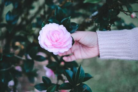 hand touch pink flower in full bloom in the garden ,rose , winter flowerの写真素材