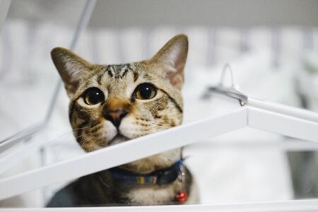 cute cat facing the cameraの写真素材