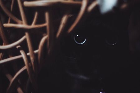 closeup on half of dark cat eyes staringの写真素材