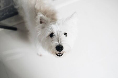 white westie dog looking at the cameraの写真素材