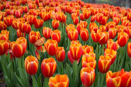 Tulip fieldの写真素材