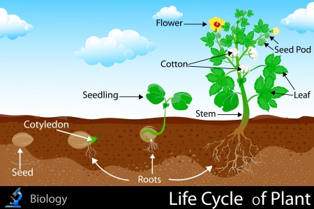 Life Cycle of Plantのイラスト素材