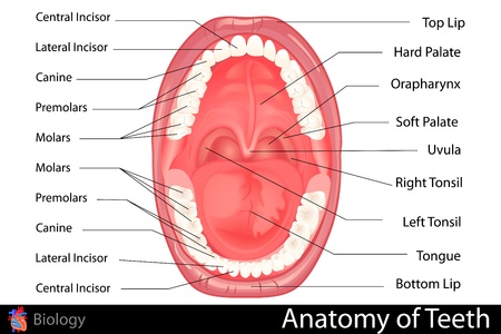 Anatomy of Human Dentureのイラスト素材