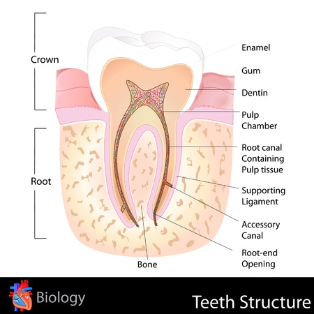 Human Teeth Structureのイラスト素材