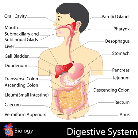 Digestive Systemのイラスト素材