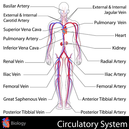 Circulatory Systemのイラスト素材