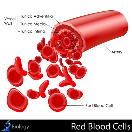 Red Blood Cellsのイラスト素材
