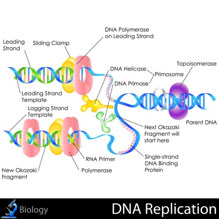 DNA Replicationのイラスト素材
