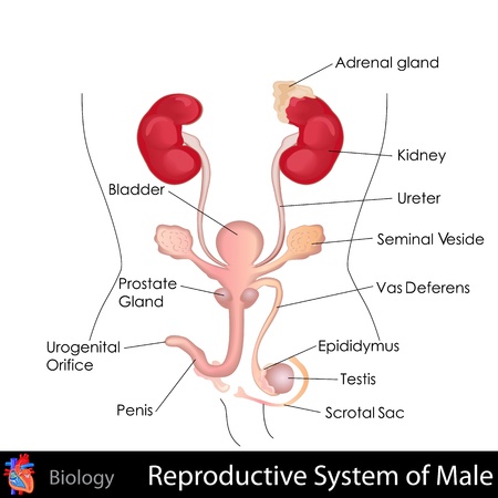Male Reproductive Systemのイラスト素材