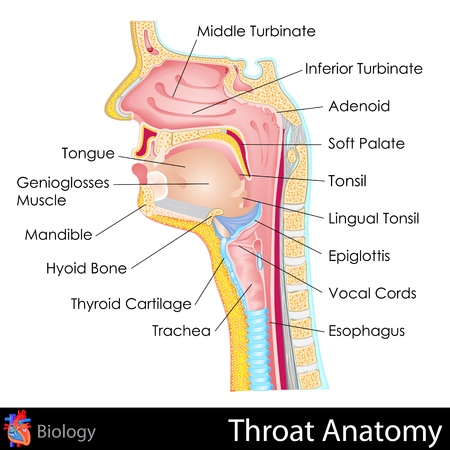 Throat Anatomyのイラスト素材