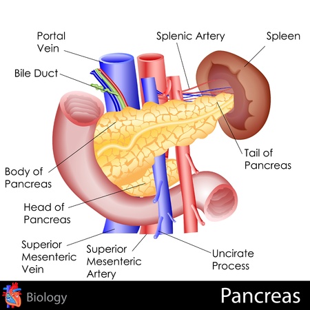Pancreasのイラスト素材