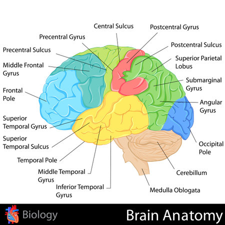 Brain Anatomy