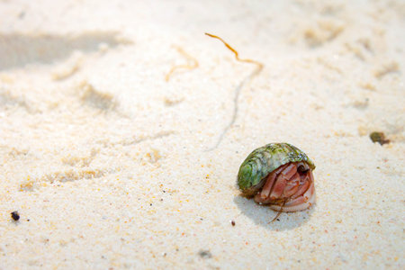Hermit crab in Surin beachの写真素材